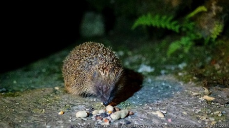 Hedgehog at night